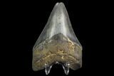 3.44" Fossil Megalodon Tooth - North Carolina - #129976-2
